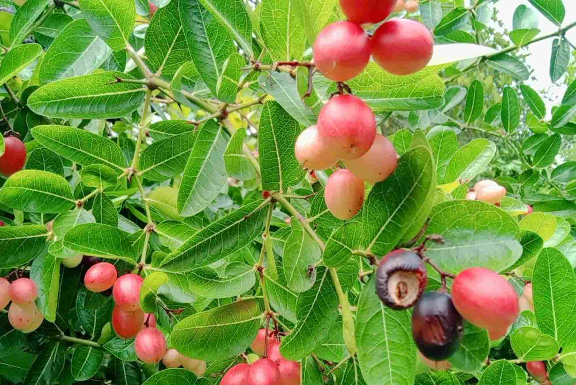 Batuan Fruit