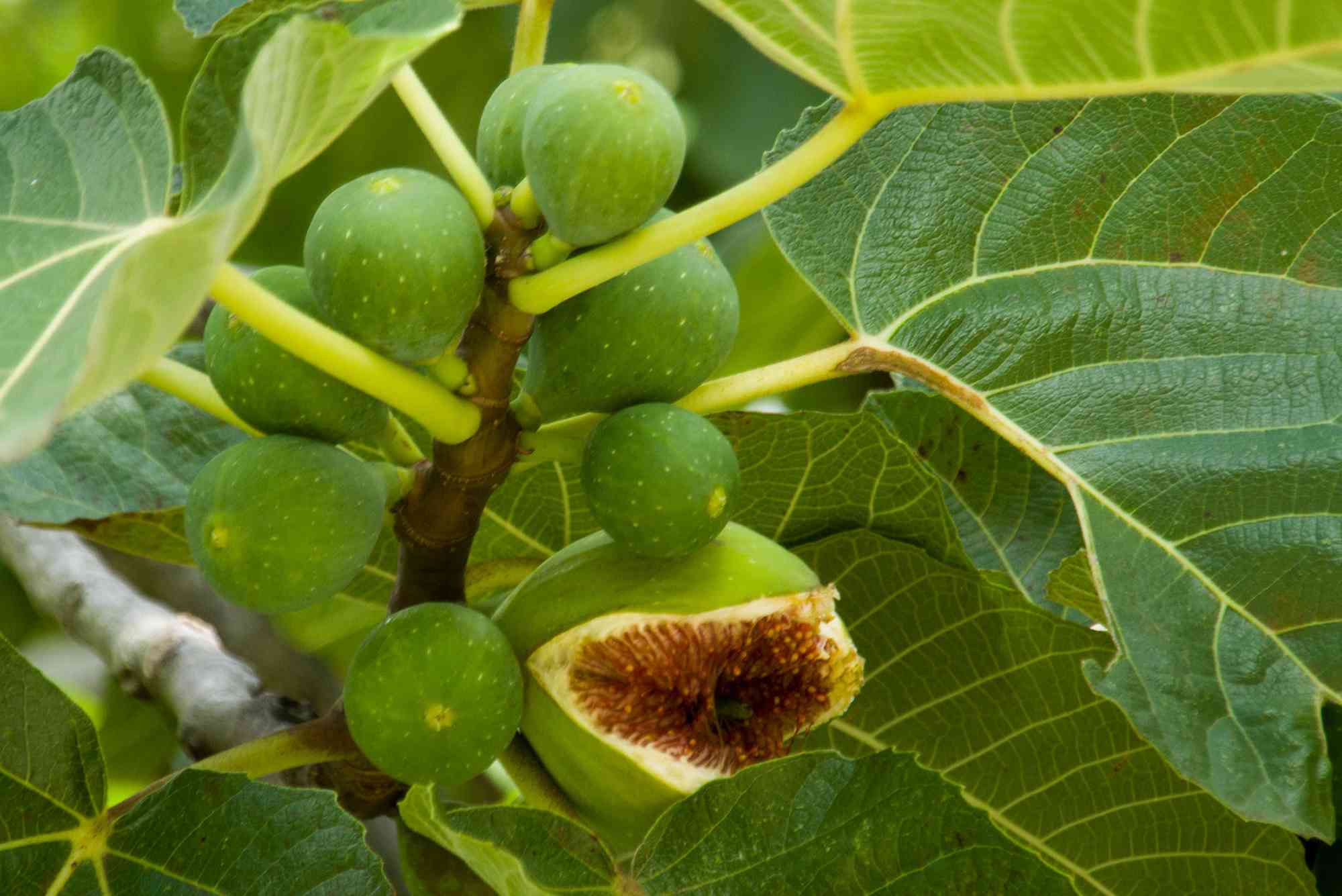 Fruit Never Found Singly