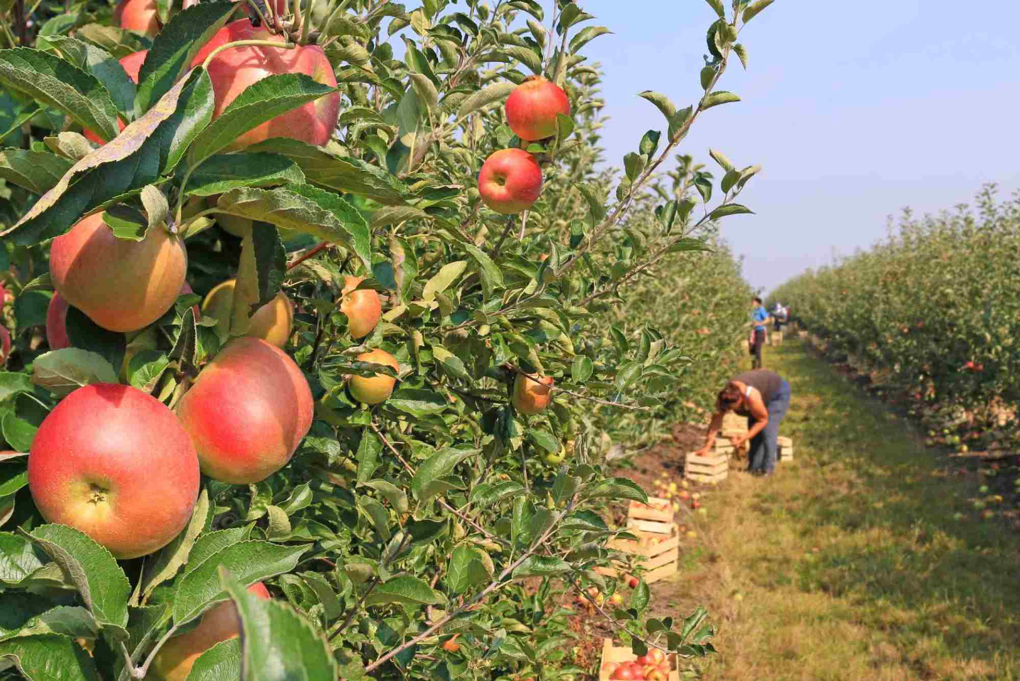 Fruit Picking In September