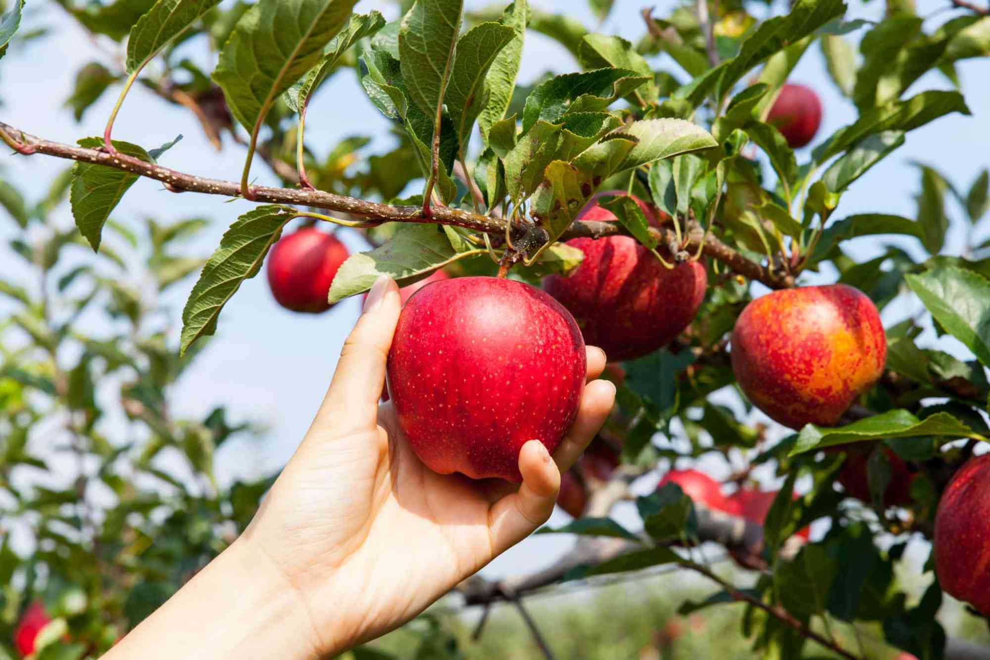 Fruit Picking Jobs Tasmania