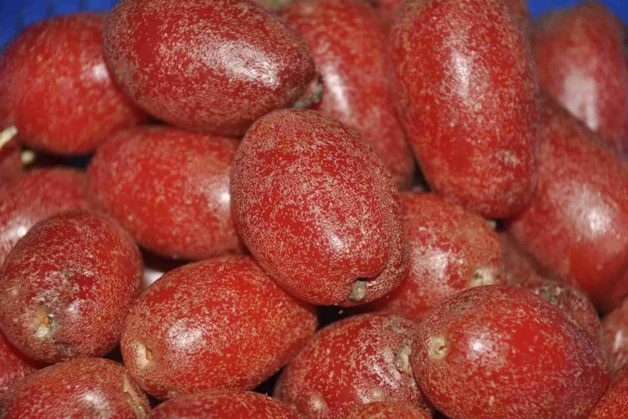 lapsi fruit