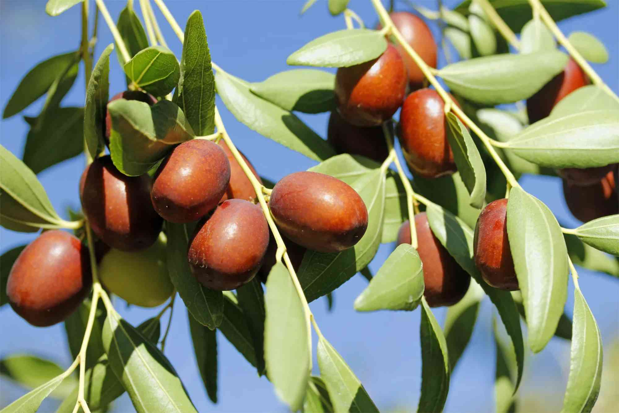 Bair Fruit English Name