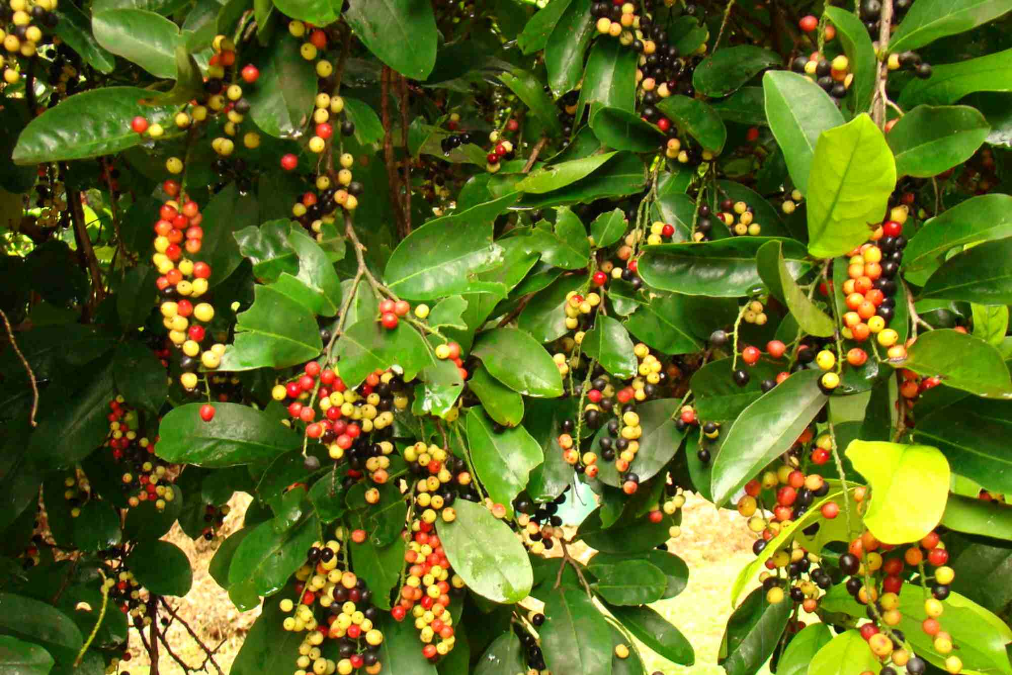 Bignay Fruit Tree