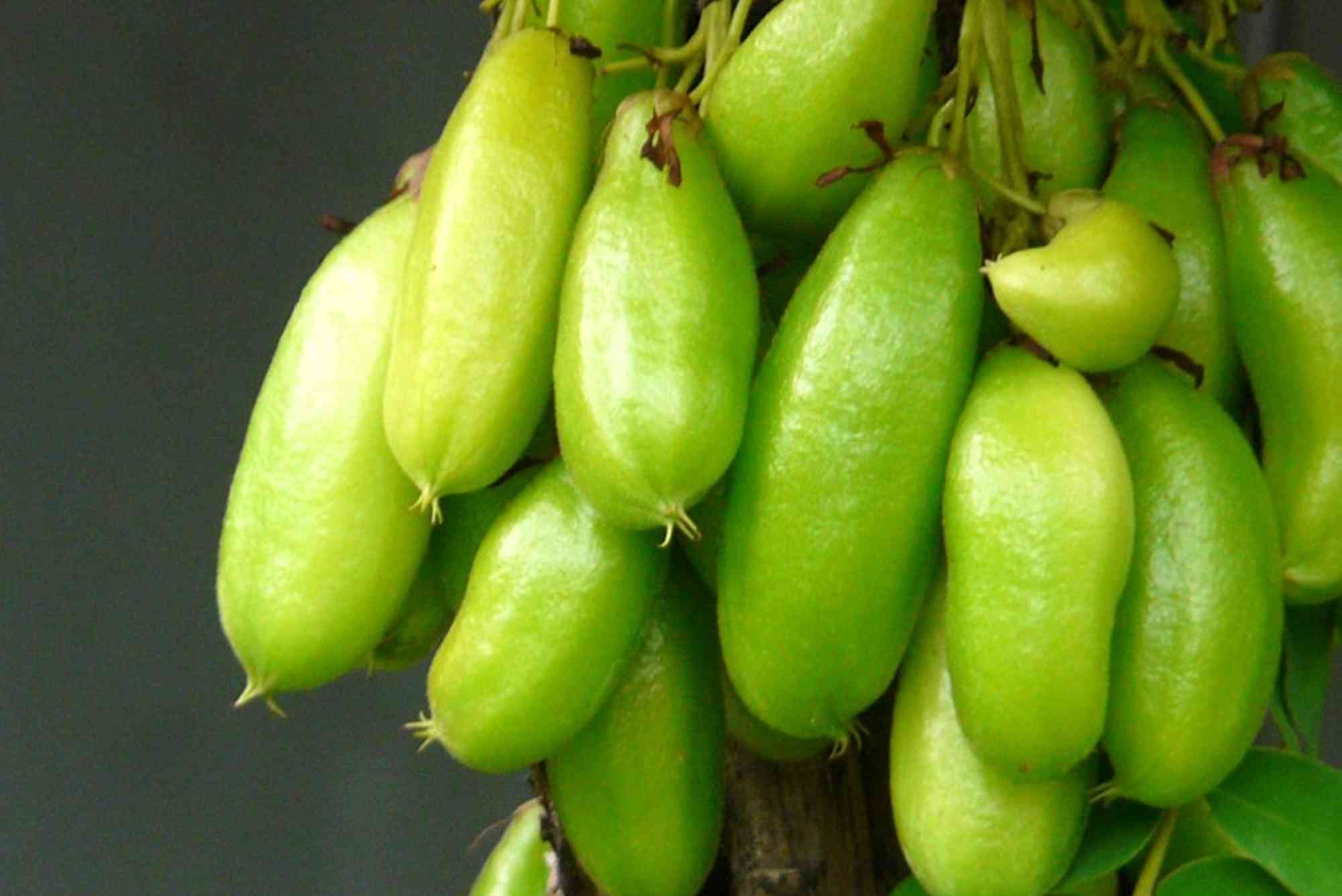 Bimbli Fruit In Hindi