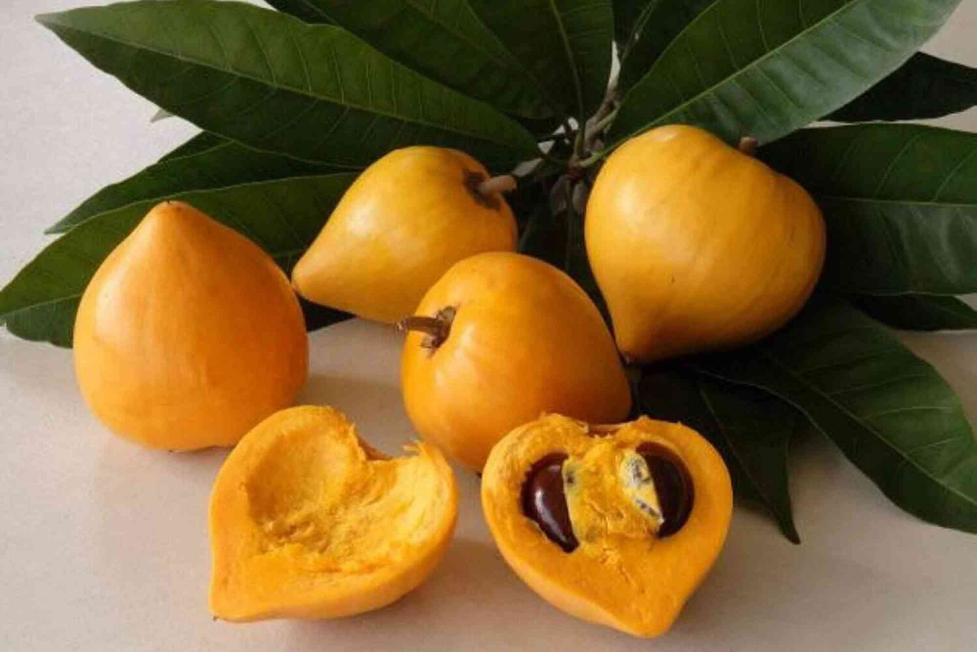 Canistel Fruit In Tagalog