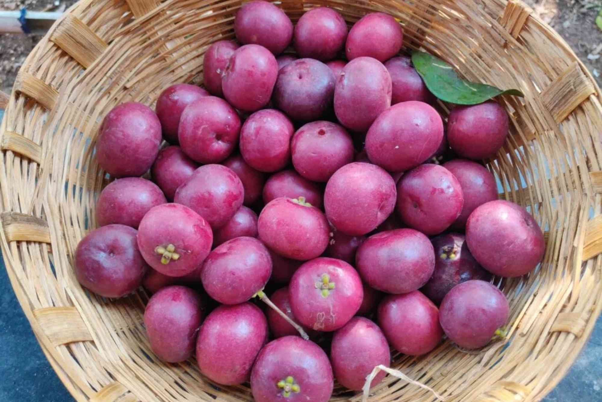 Goan Fruits Names
