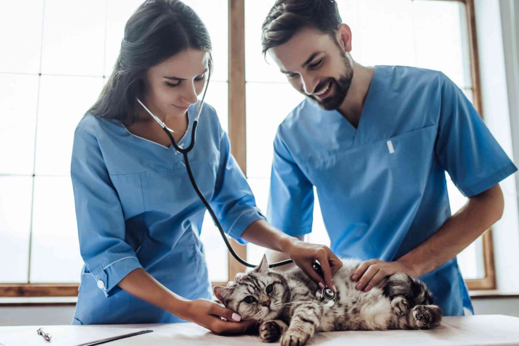Veterinary Doctor Education