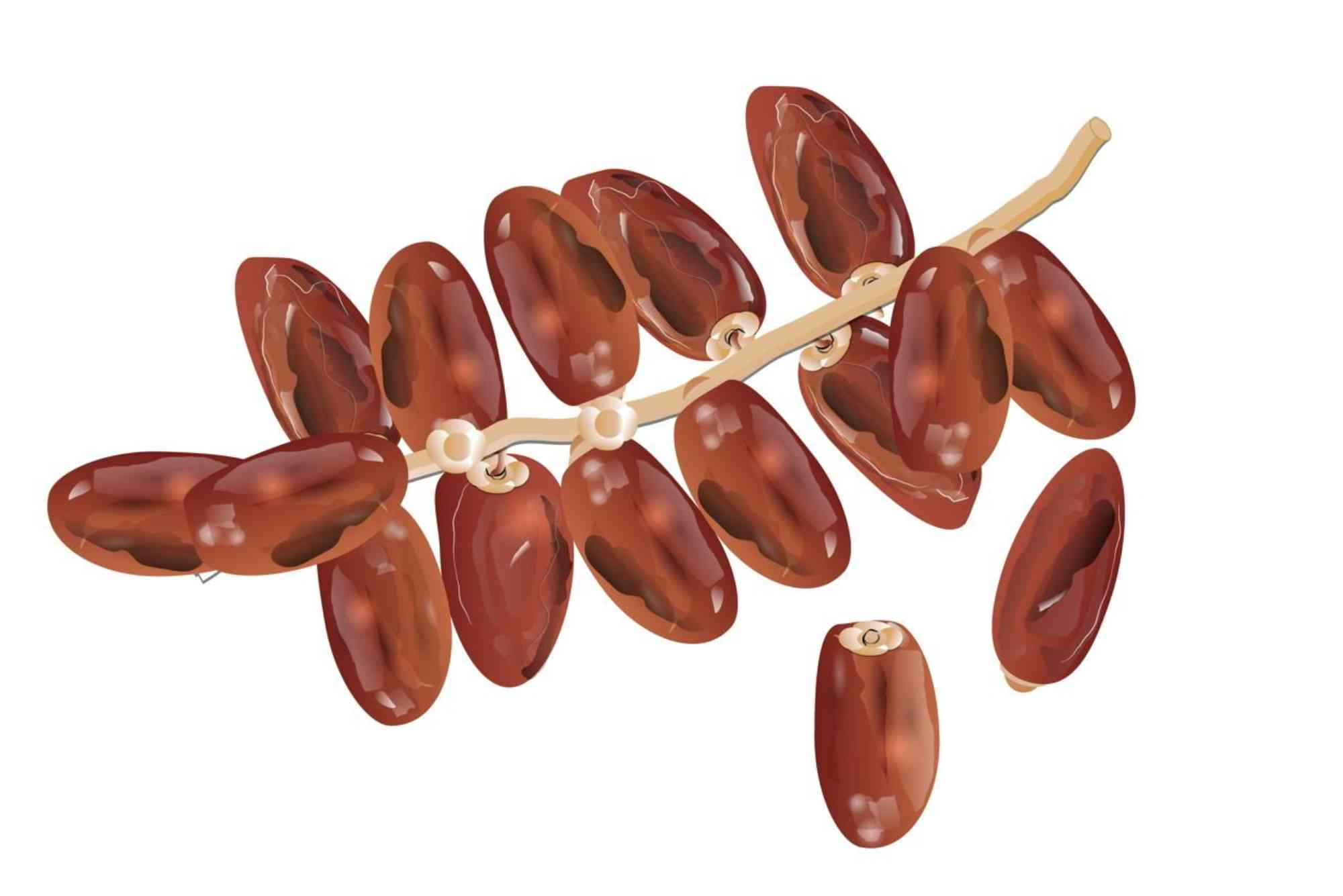 Date Fruit Drawing