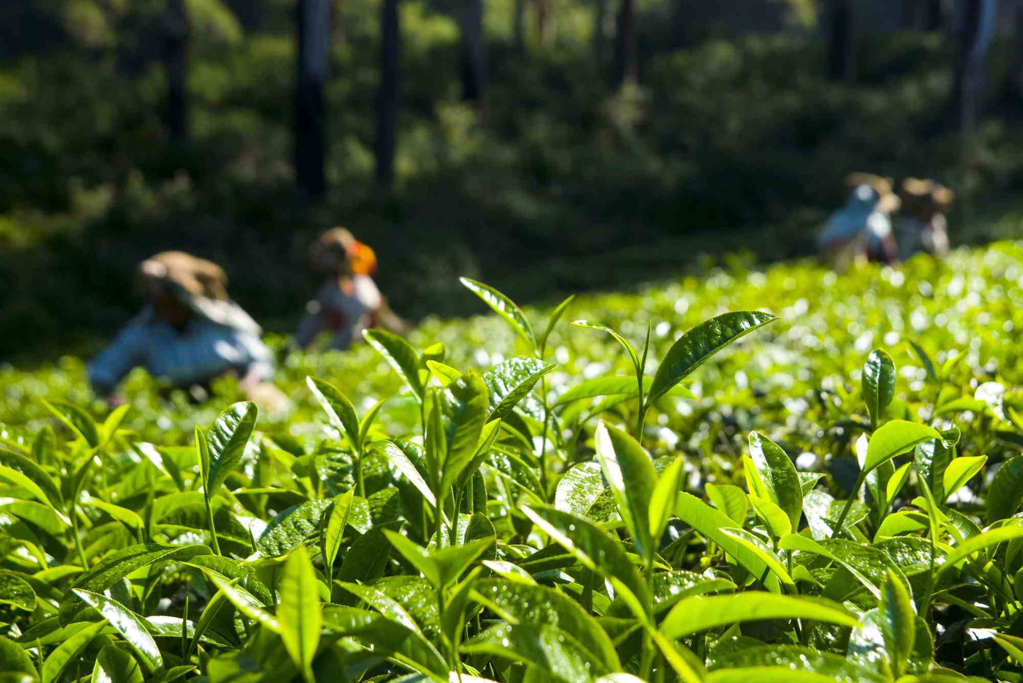 tea land for sale in neluwa