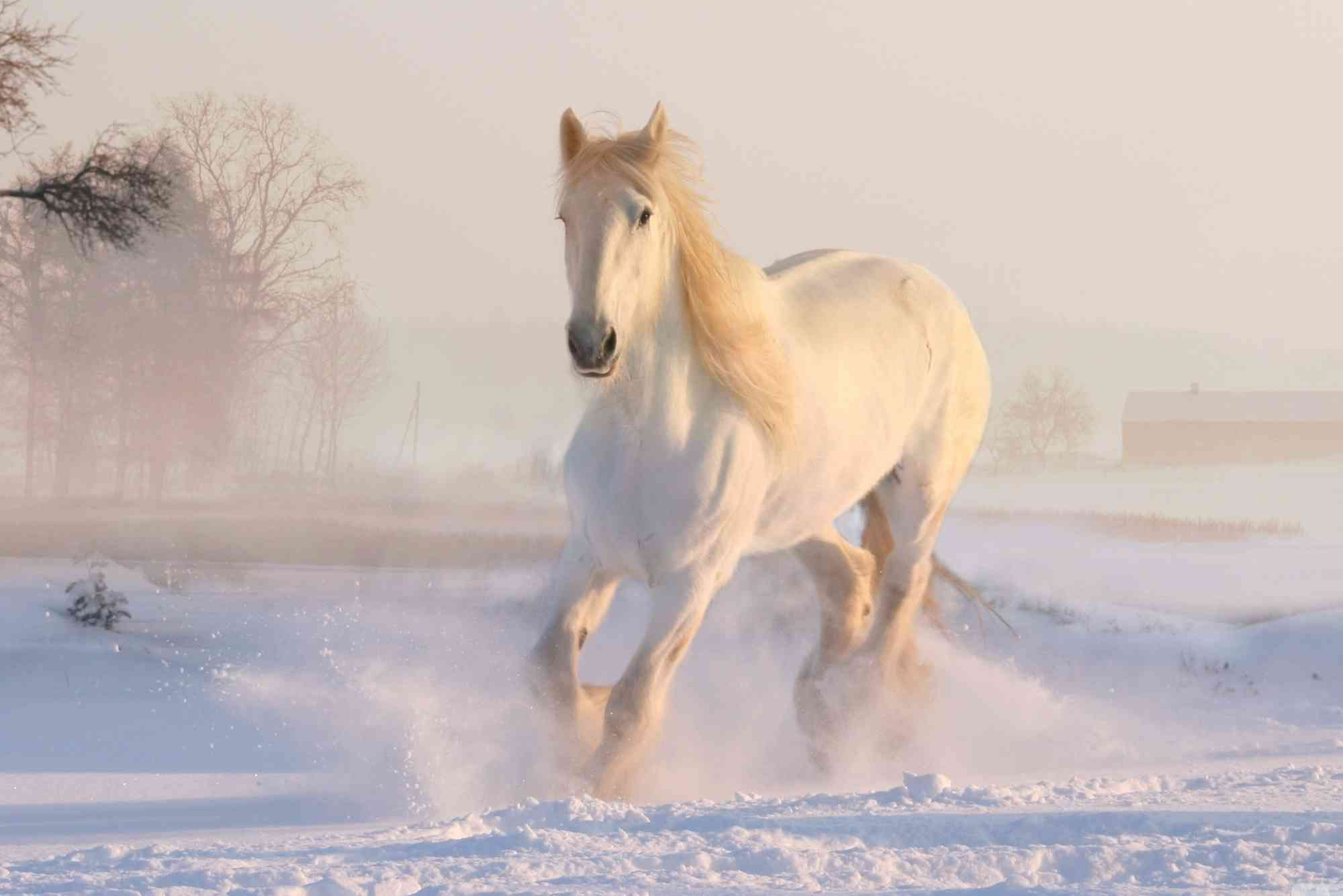 Summer Of The Beautiful White Horse Summary