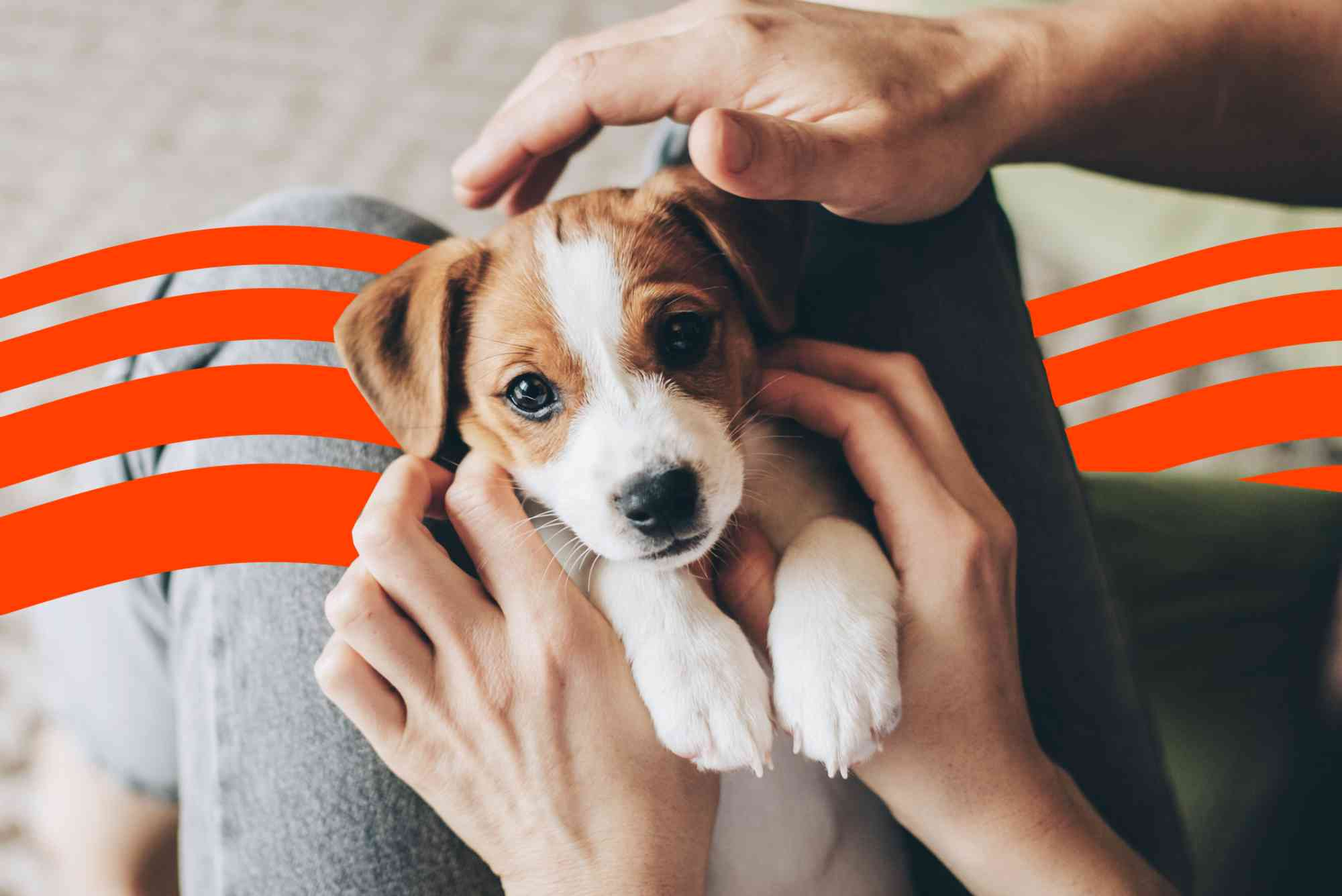 How Much is Pet Insurance for a Puppy