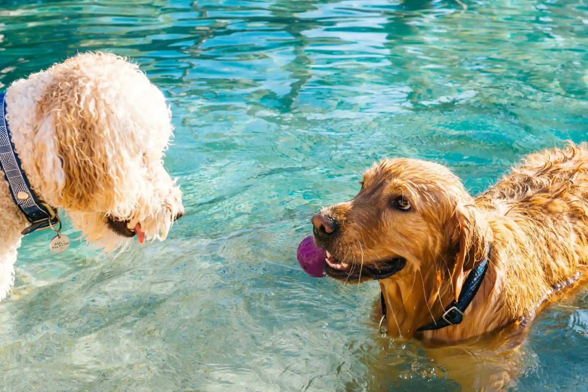 Dog Boarding vs In-Home Pet Sitting in Dubai: Which Is Safer for Holidays?